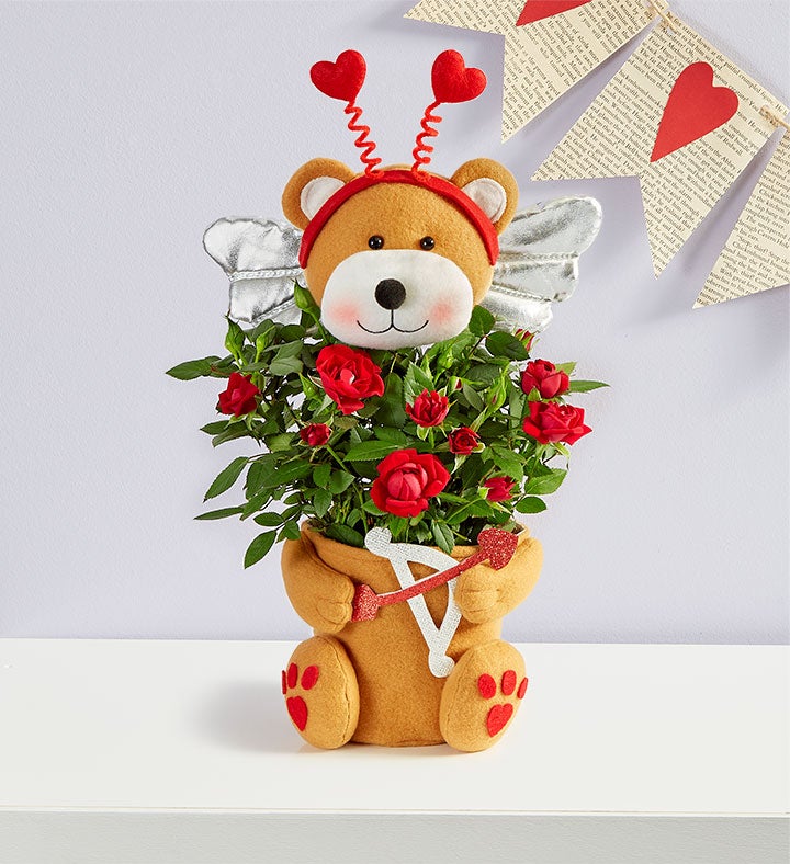 Beary Cupid Rose Plant™